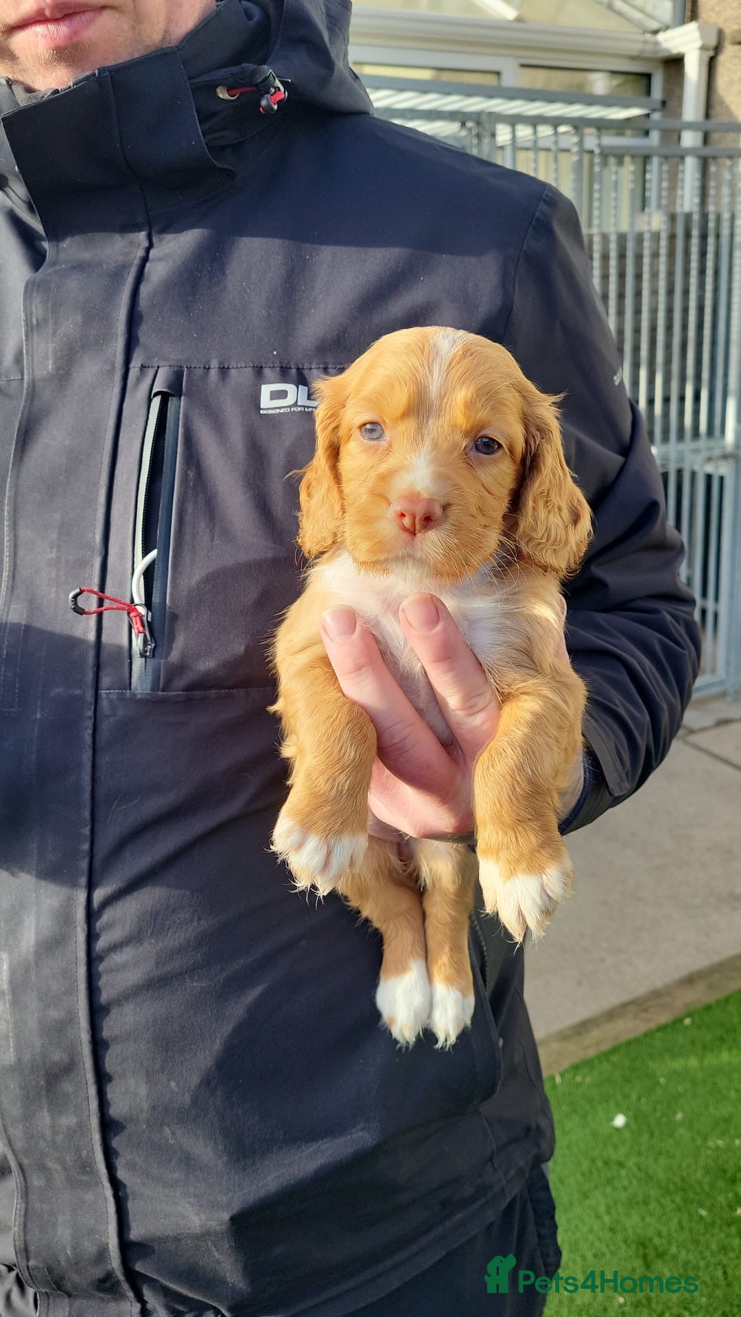 Cocker Spaniel dogs Kc working cocker spaniel puppies  - Advert 18