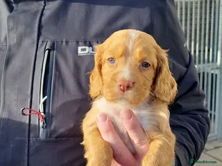 Cocker Spaniel dogs Kc working cocker spaniel puppies - Advert 18