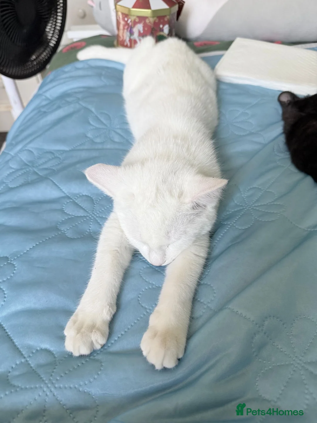 Mixed Breed cats for sale: Mixed breed white kitten, must leave immediately  - Advert 2