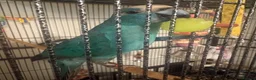Parakeets birds for sale: blue kakariki - Advert 2
