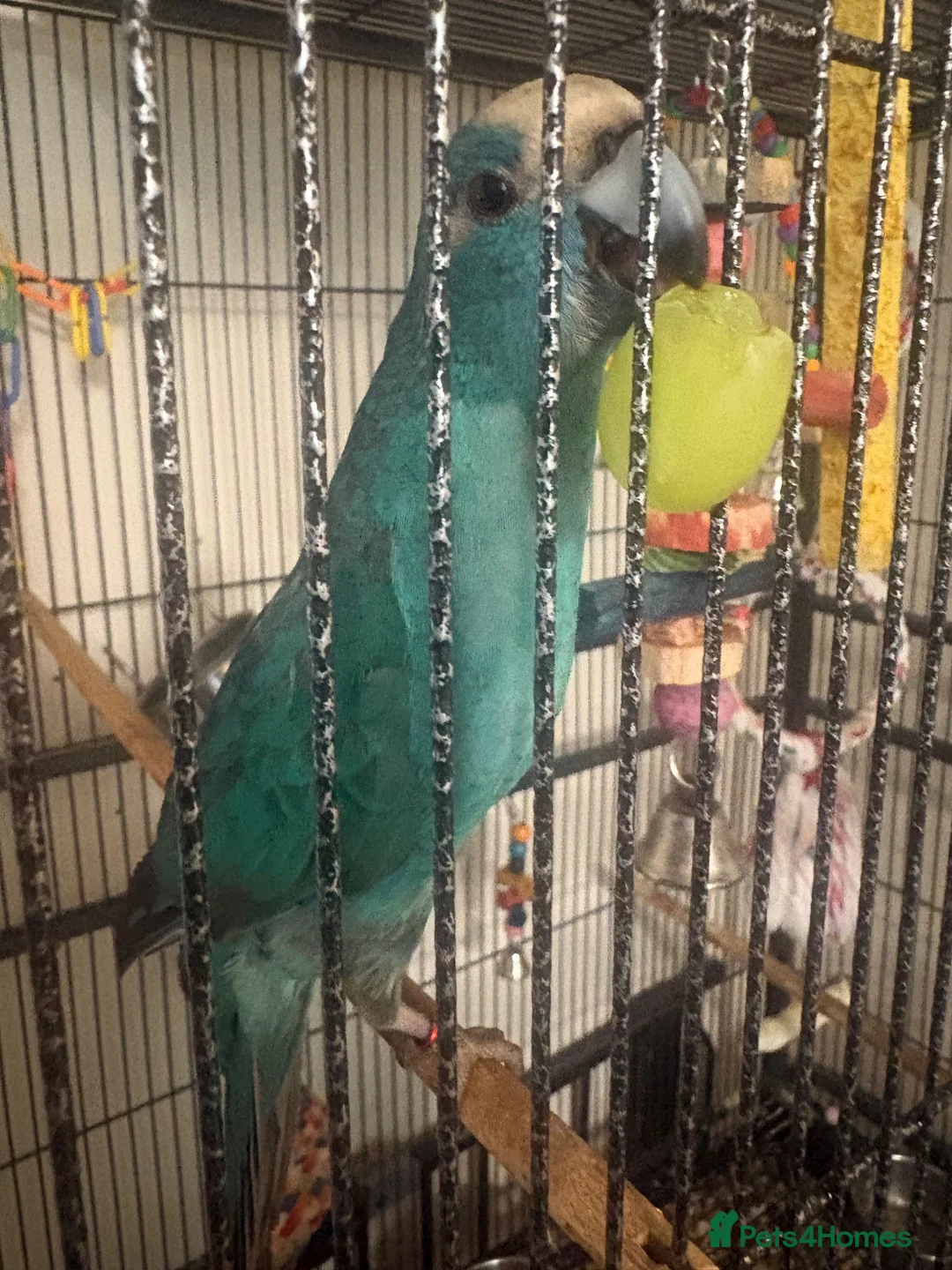 Parakeets birds for sale: blue kakariki - Advert 2