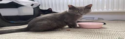 Mixed Breed cats for sale: Kitten 1 & Kitten 2 in Wallingford - Advert 11