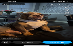 English Bulldog dogs for sale: Rehomimg due to break up - Image 9