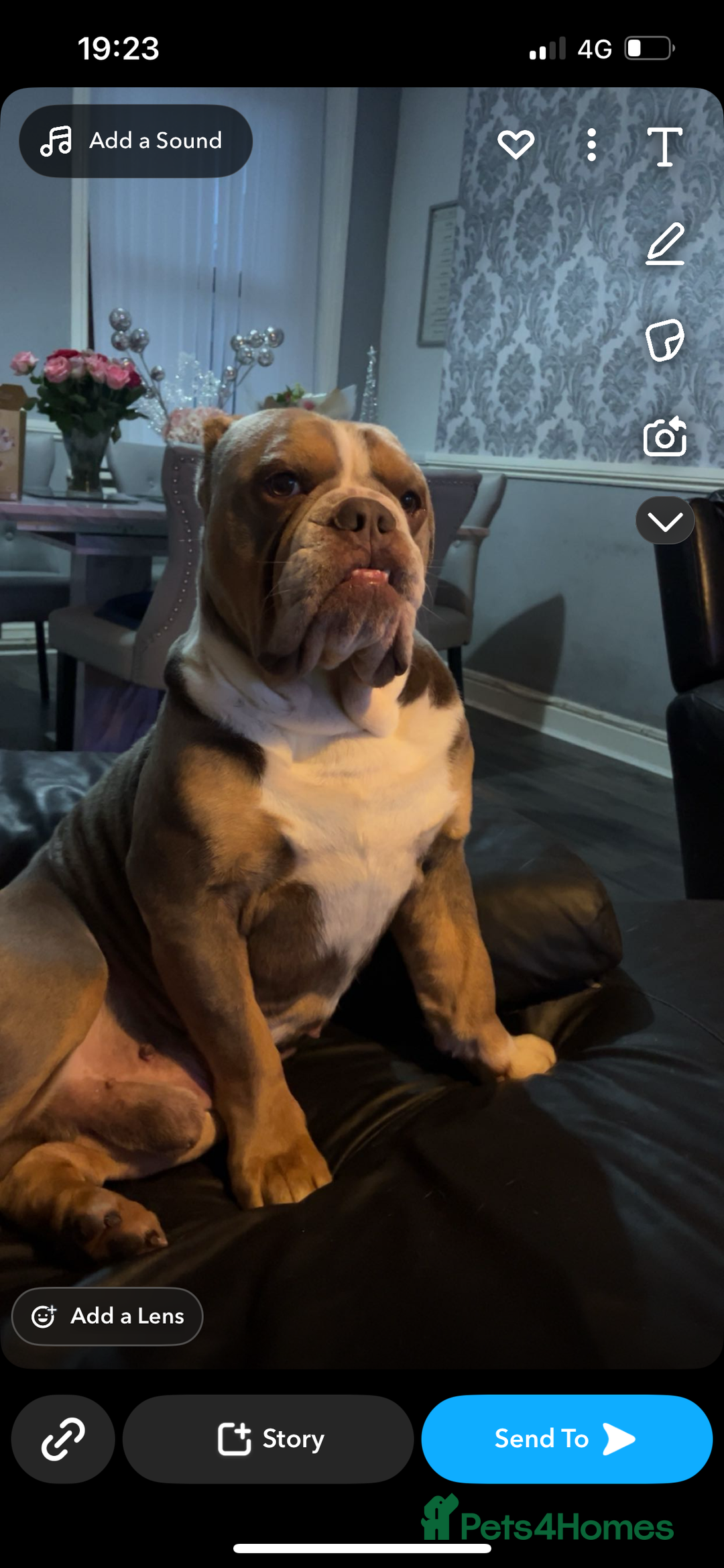 English Bulldog dogs for sale: Rehomimg due to break up - Image 9