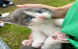 Ragdoll cats for sale: Ragdoll cross kittens  - Image 7