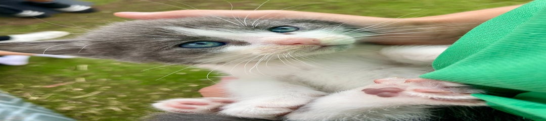 Ragdoll Kitten 5