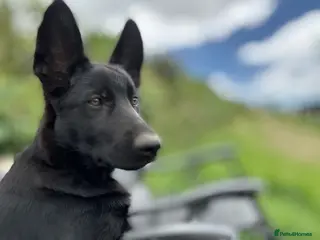 German Shepherd dogs Two Female German Shepherd Puppies Ready Now - Advert 9