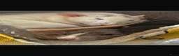 Rat rodents for sale: Female rats  - Advert 1