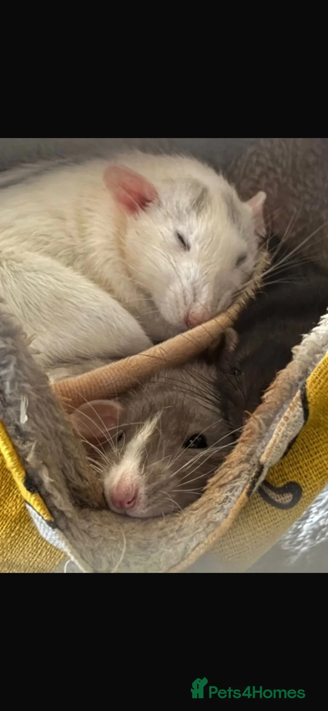 Rat rodents for sale: Female rats  - Advert 1