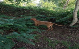 Mixed Breed dogs for sale: Expected Wirehaired Vizla x GWH Pointer puppies  - Image 6