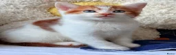 Mixed Breed cats for sale: 5 Lovely Kittens looking for their new loving home - Advert 4