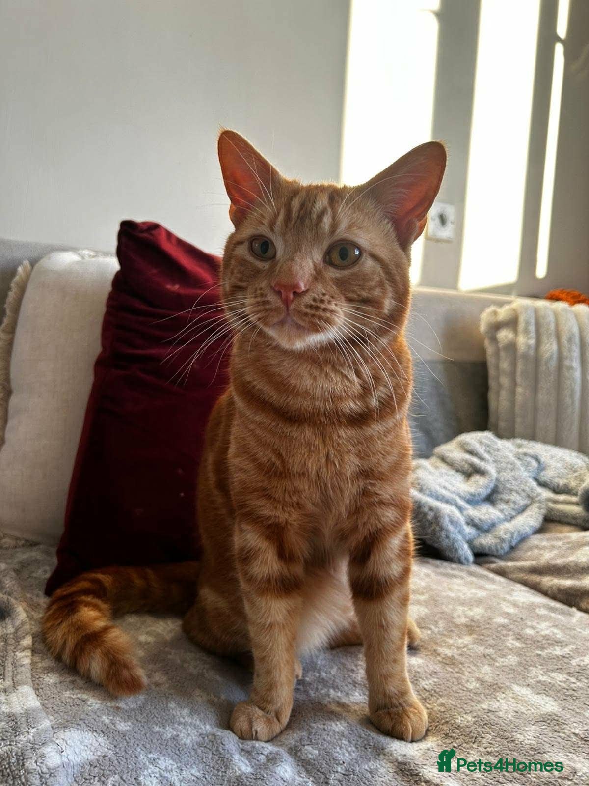 Domestic Shorthair cats Bean! - Advert 1