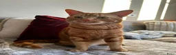 Domestic Shorthair cats for sale: Bean! - Advert 1