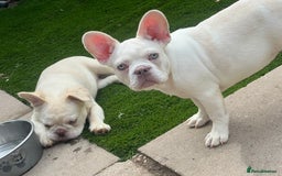 French Bulldog dogs for sale: Velvet and Fluffy french bulldogs  - Image 4