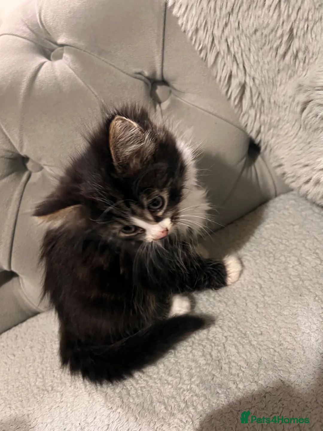 Mixed Breed cats for sale: 5 x female kittens available  - Advert 2