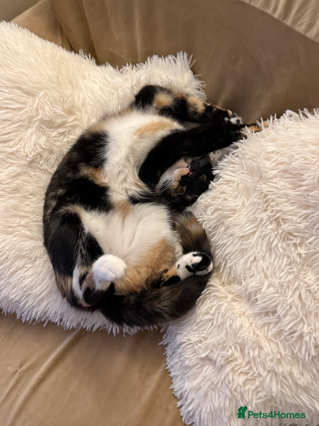 Mixed Breed cats for sale: 💛 Nova - Sweet tortie looking for a loving home - Advert 5