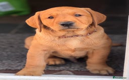 Labrador Retriever dogs for sale: Labrador Retriever Puppies - Image 8
