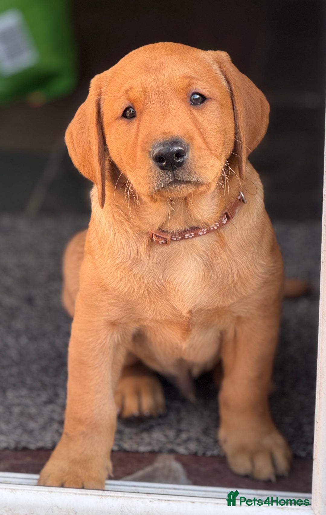 Labrador Retriever dogs for sale: Labrador Retriever Puppies - Image 8