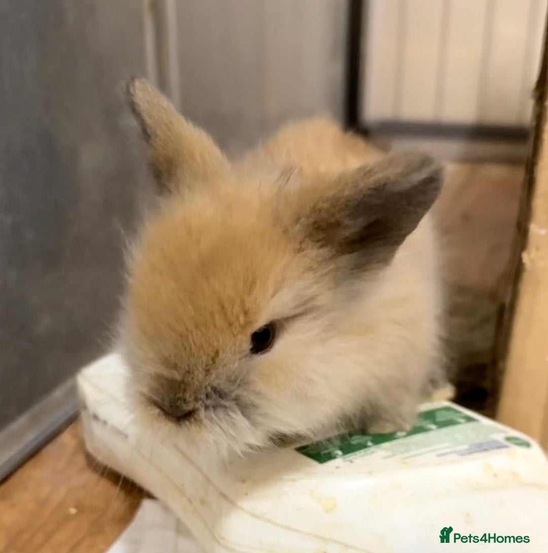 Lionhead rabbits for sale: 11 Double Maned Lionhead Babies For Sale - Advert 22