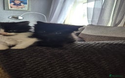 Mixed Breed cats for sale: beautiful fluffy black kitten - Image 2