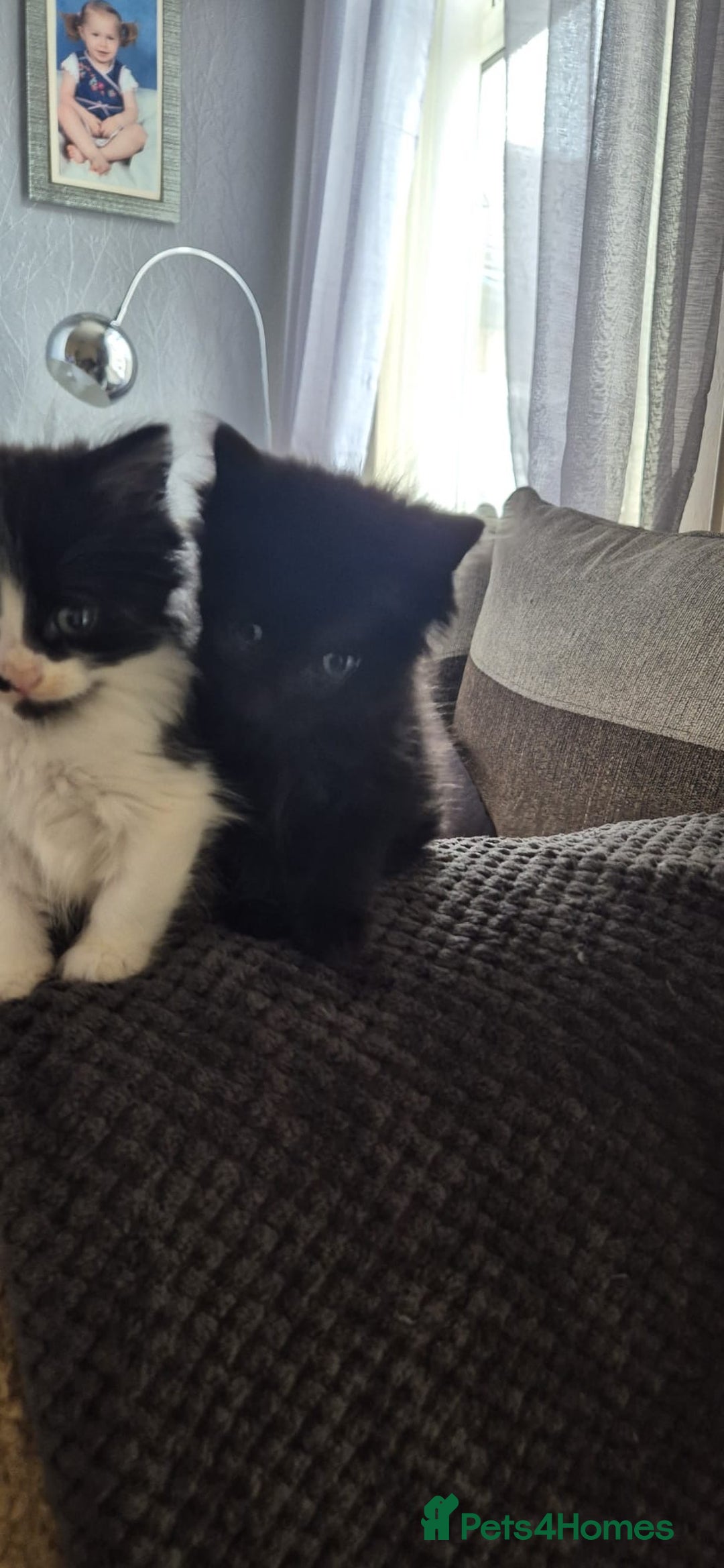 Mixed Breed cats for sale: beautiful fluffy black kitten - Image 2