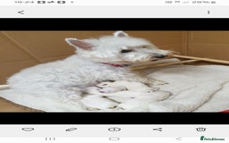 West Highland Terrier dogs for sale: West highland terrier puppies  - Image 4