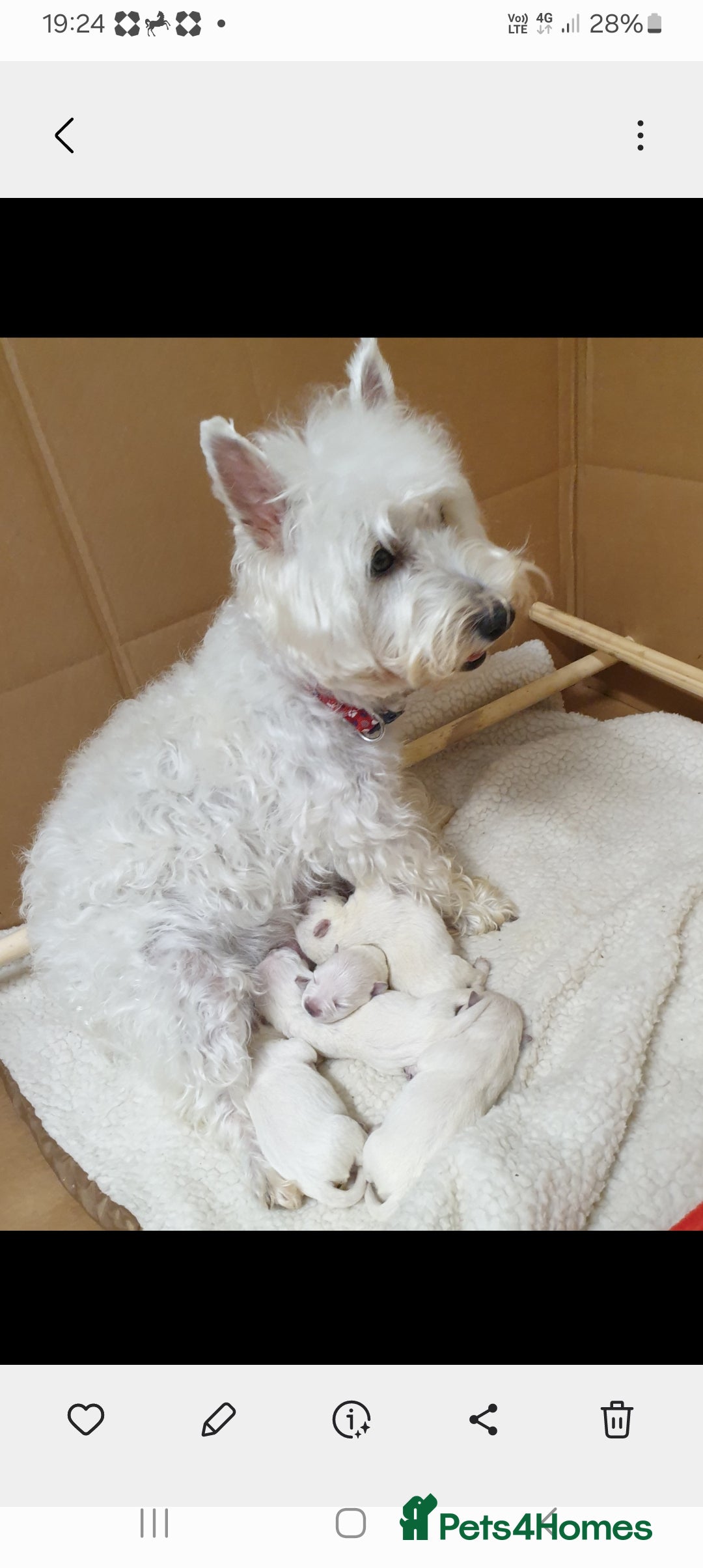 West Highland Terrier dogs for sale: West highland terrier puppies  - Image 4