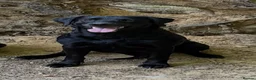 Labrador Retriever dogs for sale: 🐾 black lab puppies for sale 🐾 in Brechin - Advert 9
