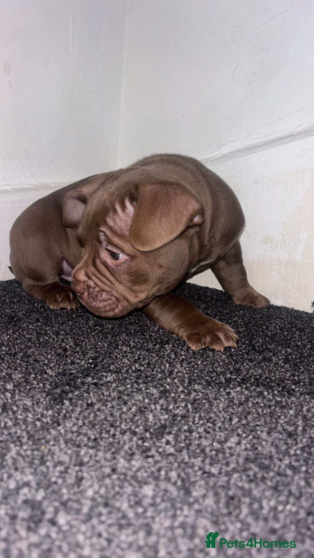American Bully dogs for sale: Pocket bully pups ready too leave 11th dec - Advert 4