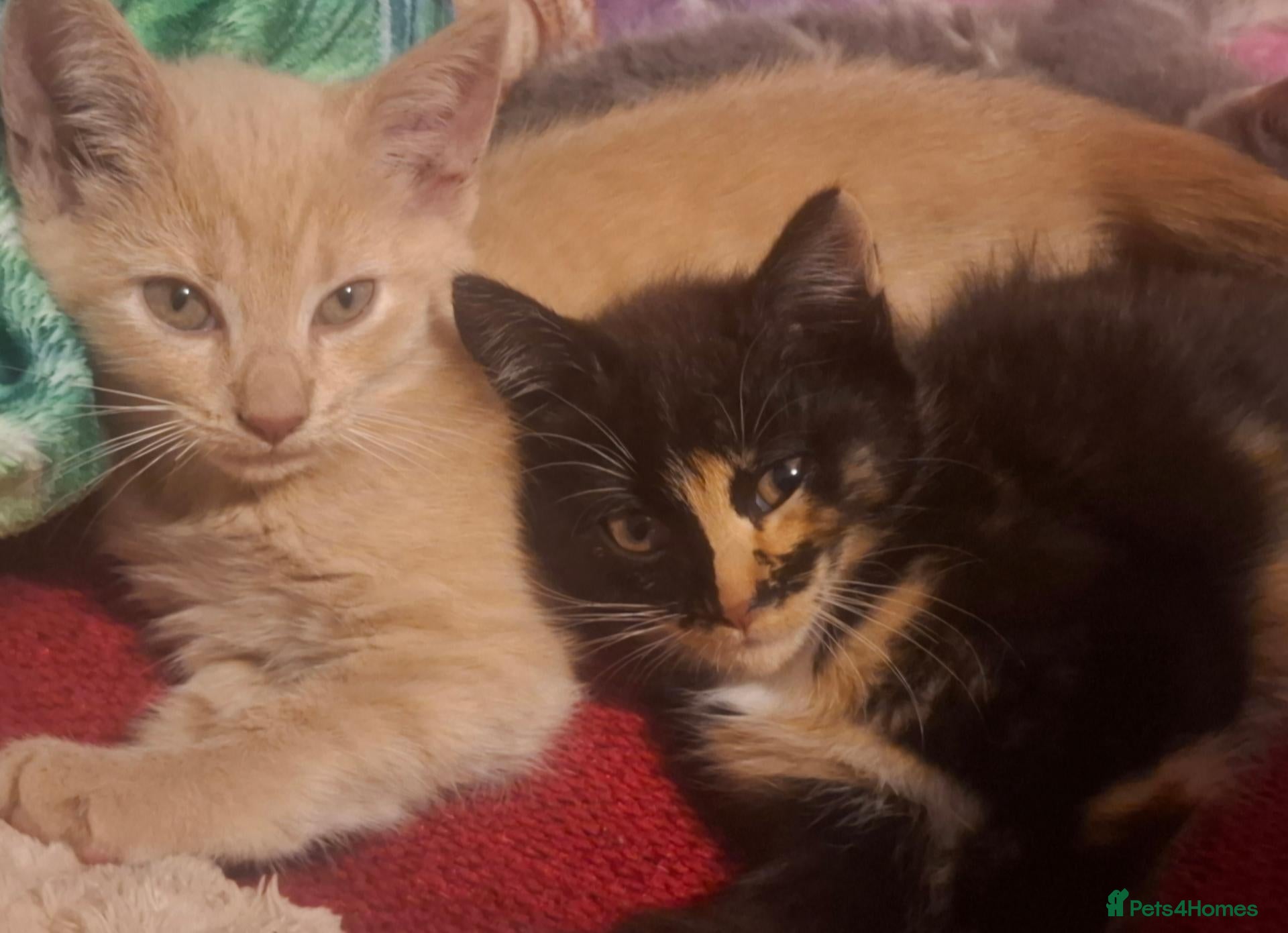Mixed Breed cats Lovely Kittens 😻 - Advert 2