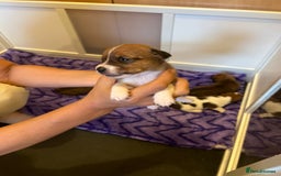Jack Russell dogs for sale: 6 Jack Russell Puppies  - Image 10
