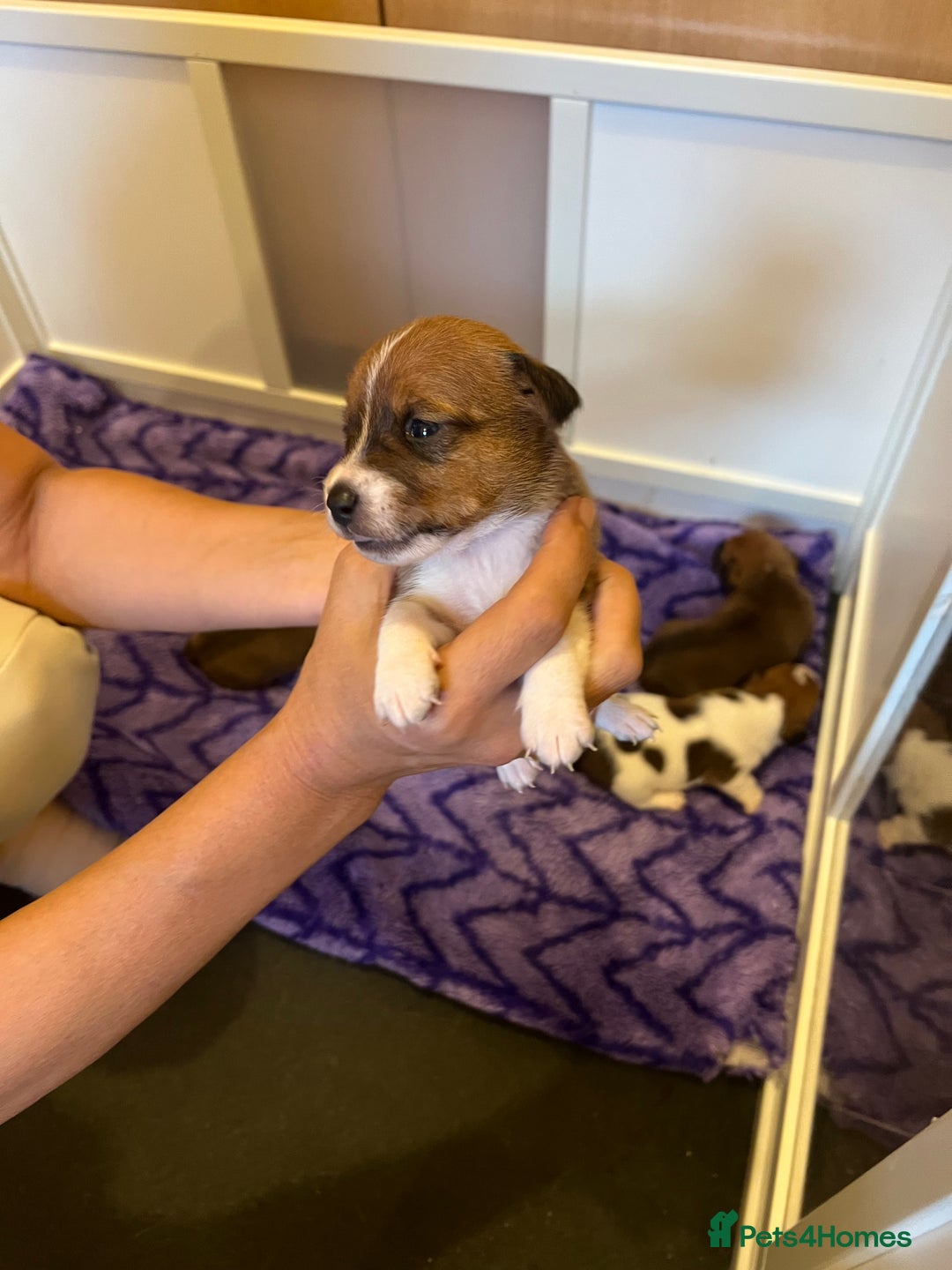 Jack Russell dogs for sale: 6 Jack Russell Puppies  - Image 10