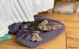 Mixed Breed cats for sale: Two Female Cats - Image 5