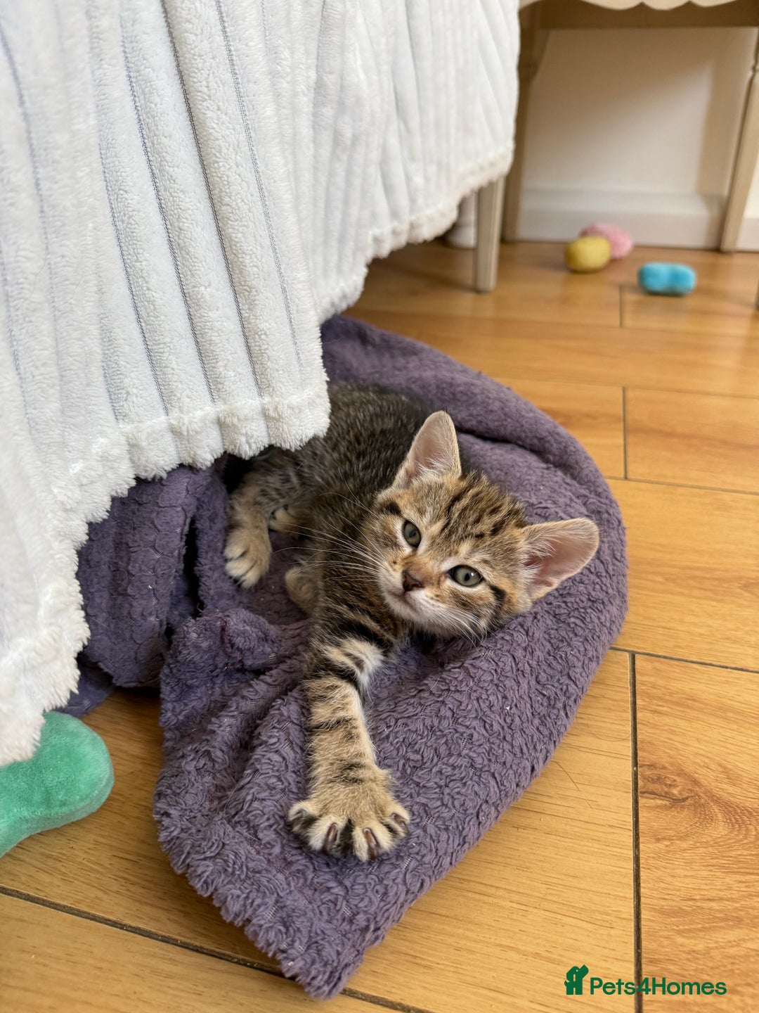 Mixed Breed cats for sale: Two Female Cats - Image 5