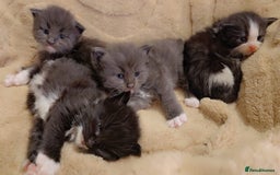 Maine Coon cats for sale: Stunning cubs  - Image 2
