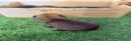 Belgian Shepherd Dog dogs for sale: DARK KC REG BELGIAN MALINOIS PUPPIES - Advert 24