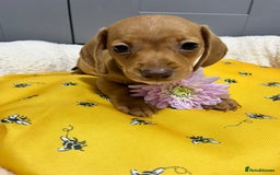 Miniature Dachshund dogs for sale: Min dachshund looking for their forever 🏡 - Image 7