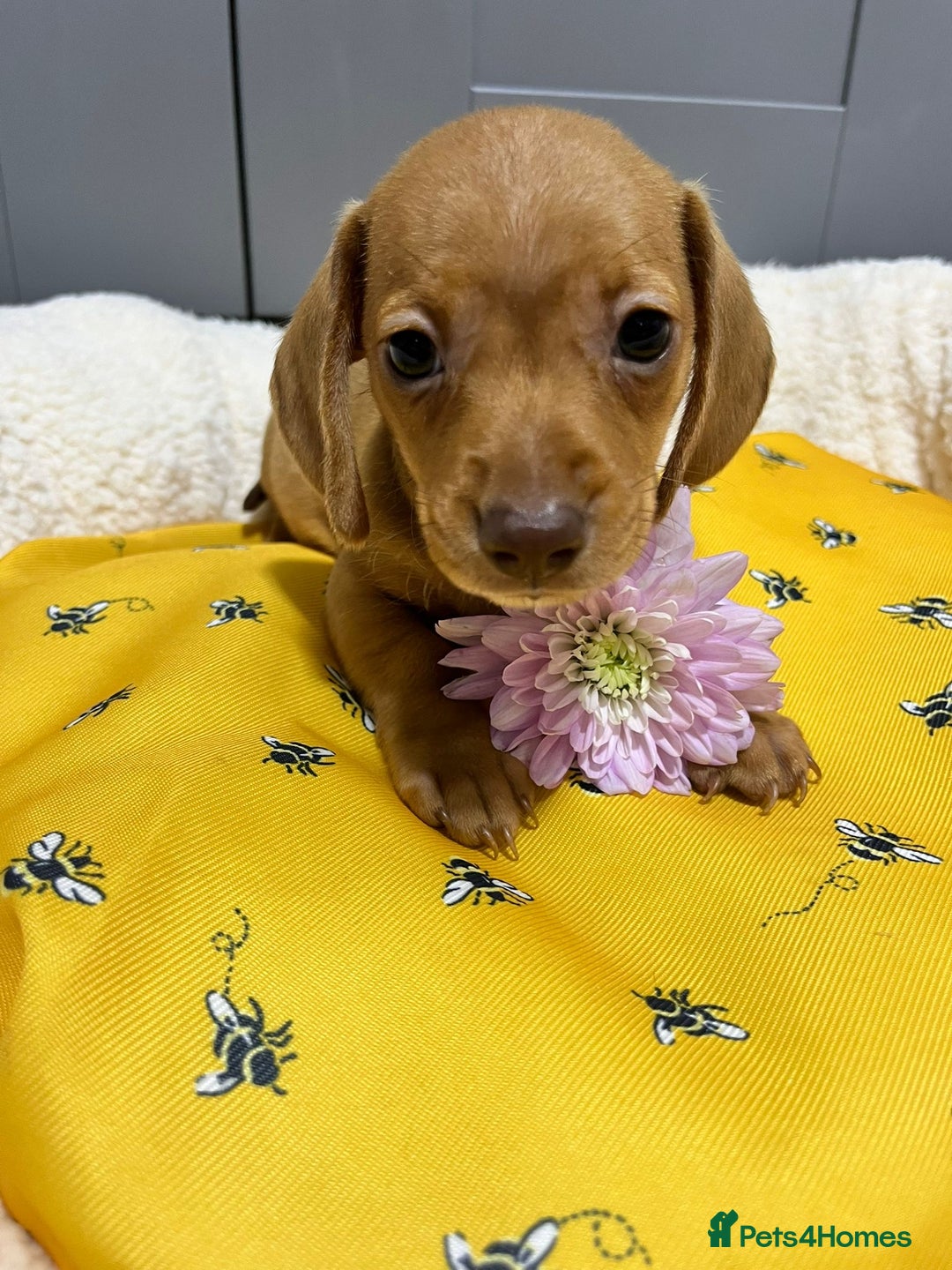 Miniature Dachshund dogs for sale: Min dachshund looking for their forever 🏡 - Image 7