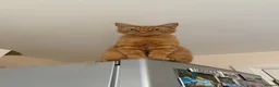 Domestic Shorthair cats for sale: TeddyBear - Advert 5