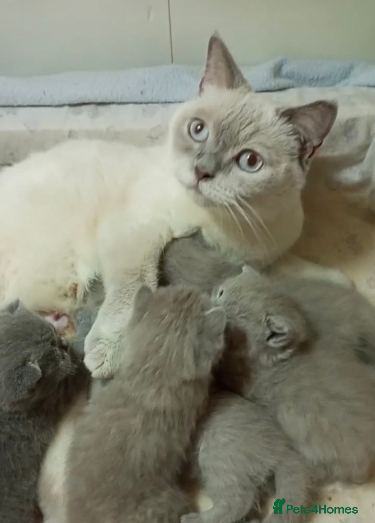 British Shorthair cats CHRISTOPHER ( little bear)  - Advert 16