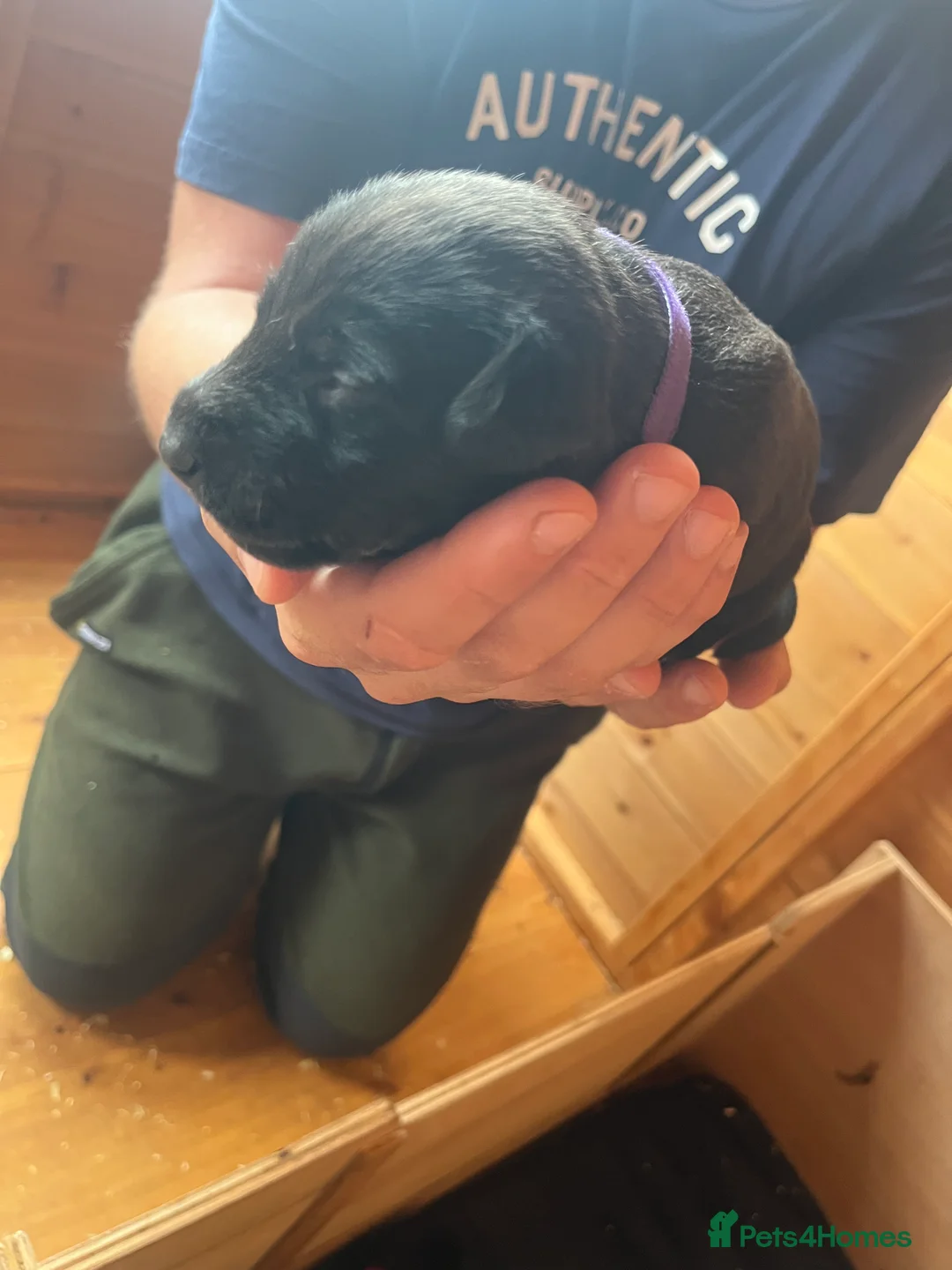 Mixed Breed dogs for sale: Bedlington whippet pups in Brecon - Advert 2
