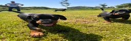 Dobermann dogs for sale: Outstanding Quality Dobermann puppies, KC REG - Advert 1