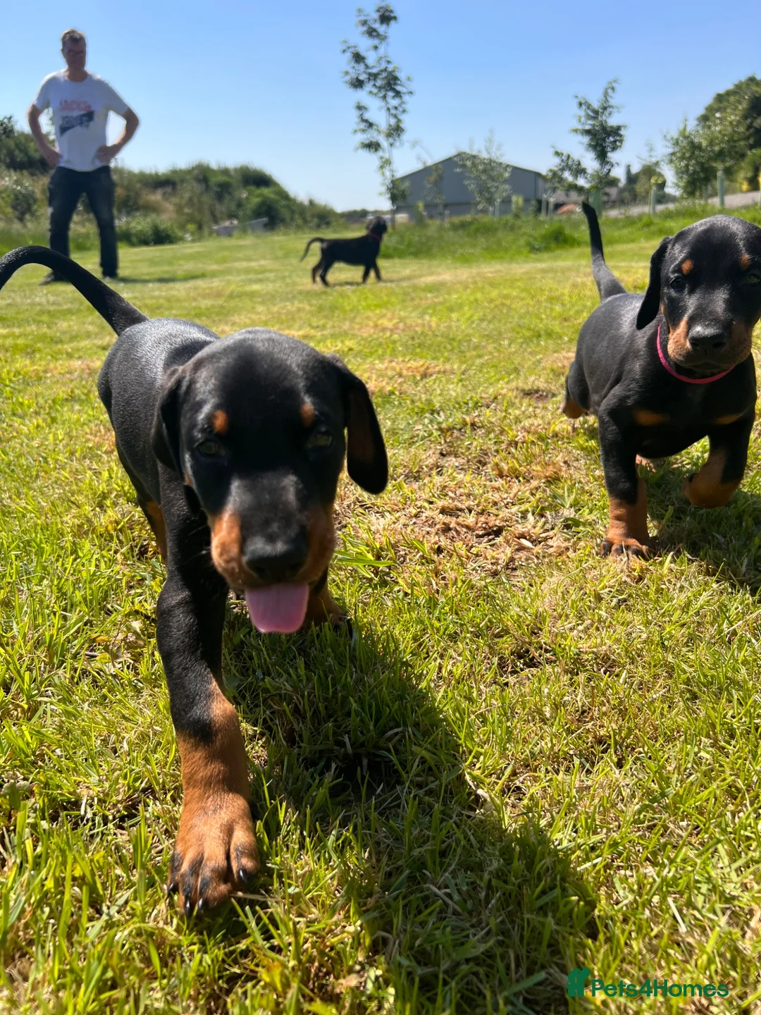 Dobermann dogs for sale: Outstanding Quality Dobermann puppies, KC REG - Advert 1