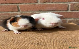 Guinea Pig rodents for sale: Beautiful boars! - Image 1
