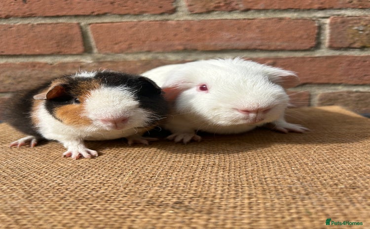 Guinea Pig rodents - Advert 6