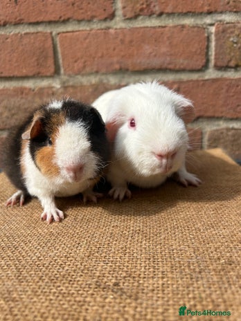 Guinea Pig rodents - Advert 6