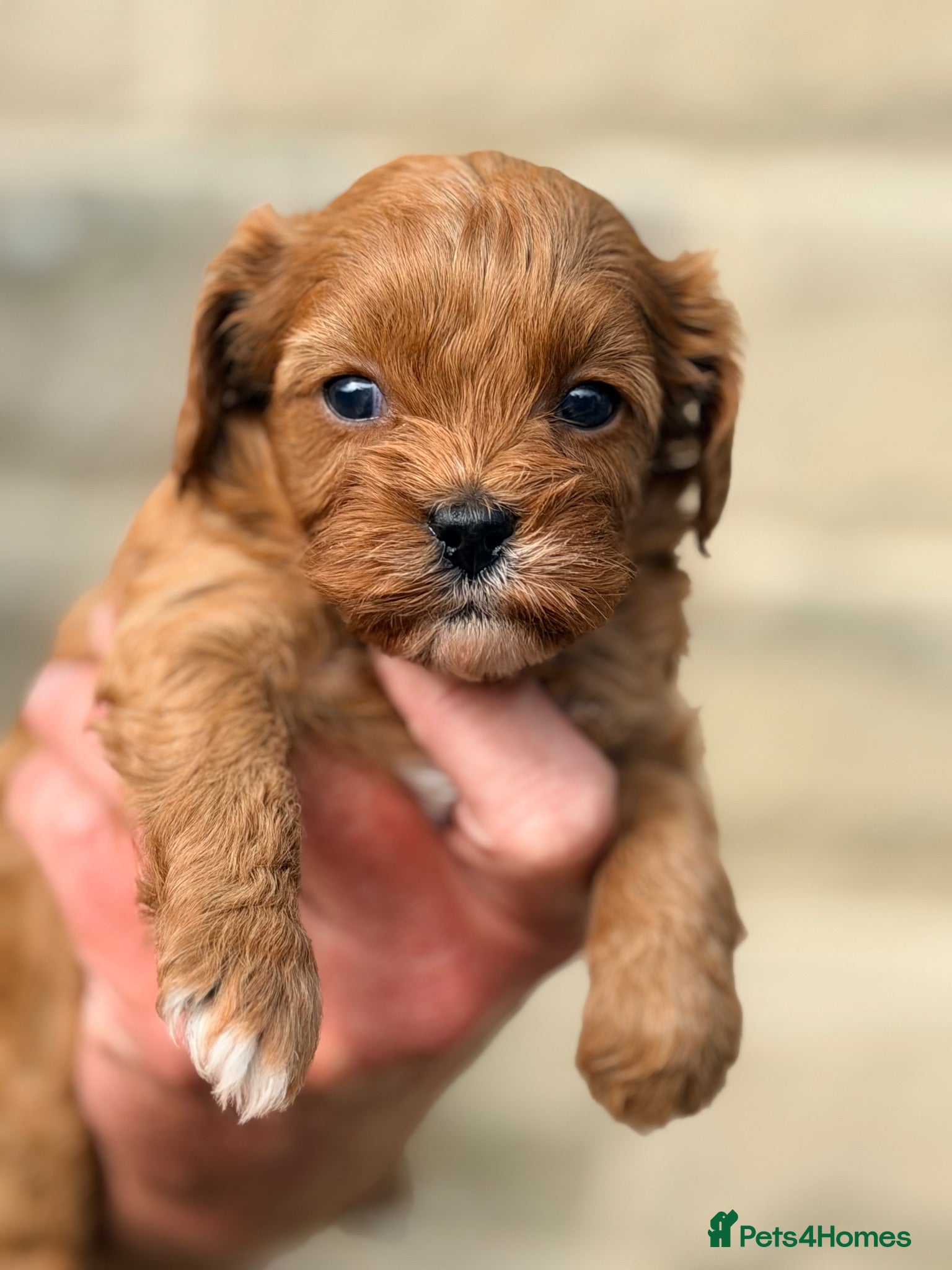Cavapoo dogs Fox Red F1 Cavapoo’s  - Advert 2