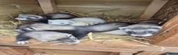 Ferret rodents for sale: Ferrets work or pet - Advert 1