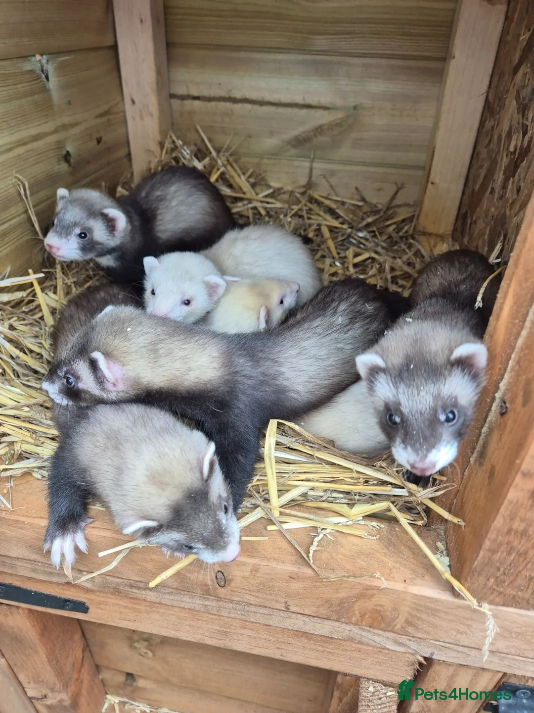 Ferret rodents for sale: Ferrets work or pet - Advert 1