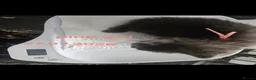 Maine Coon cats for sale: TICA Registered Maine Coon Kittens. - Advert 7